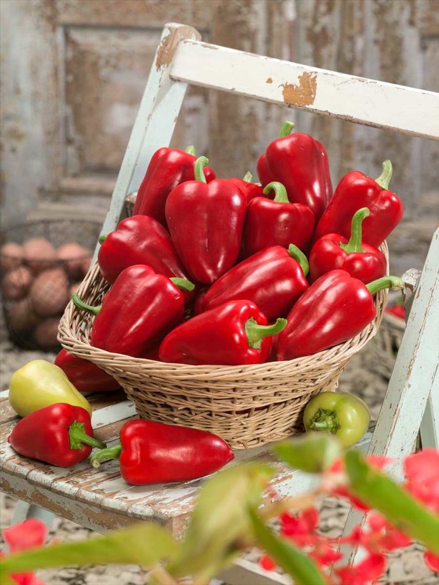 Capsicum annuum Eriwan