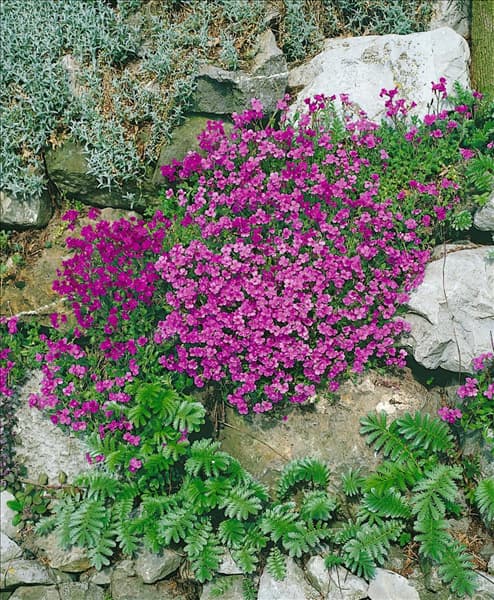 Aubrieta gracilis 'Purple'