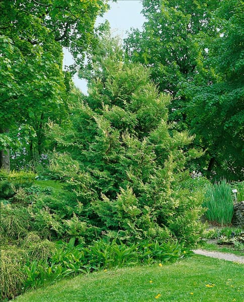 Chamaecyparis lawsoniana