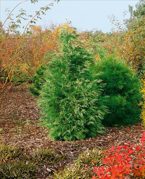 Chamaecyparis  lawsoniana Silver Queen