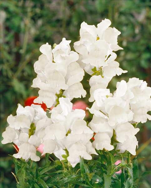 ANTIRRHINUM MAJUS LIBERTY / WHITE