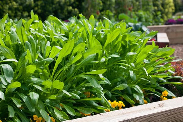 Brassica rapa subsp. nipposinica Mibuna Green Spray