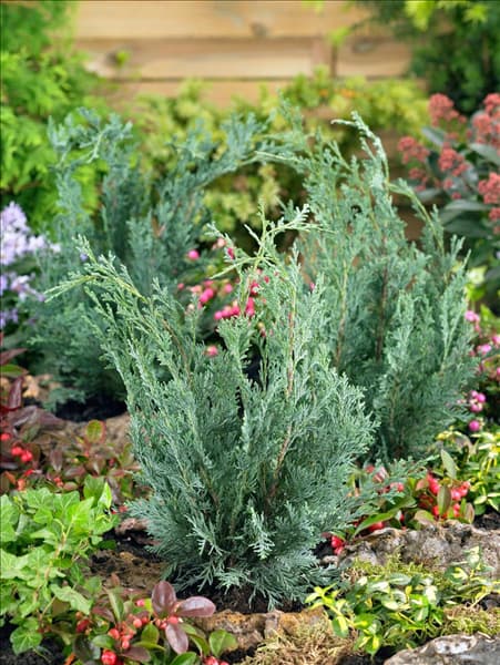 Chamaecyparis lawsoniana Blue Dance