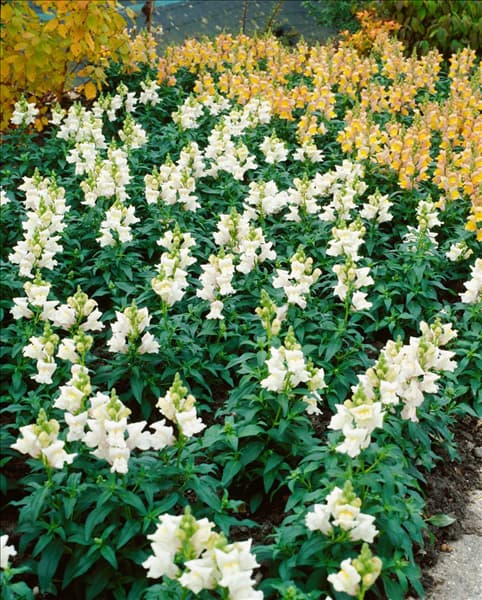 Antirrhinum majus white
