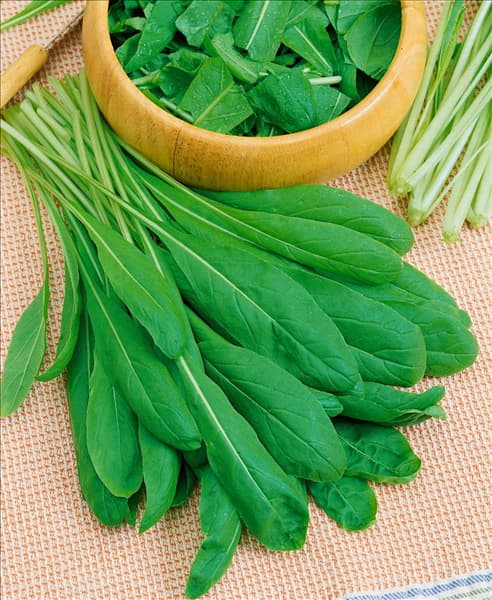 Brassica rapa subsp. nipposinica Mibuna Early