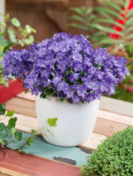 Campanula cochleariifolia Spring Bell