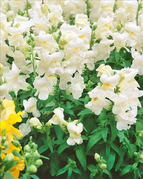 ANTIRRHINUM MAJUS FLORAL SHOWERS WHITE
