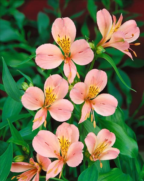 Alstroemeria Java