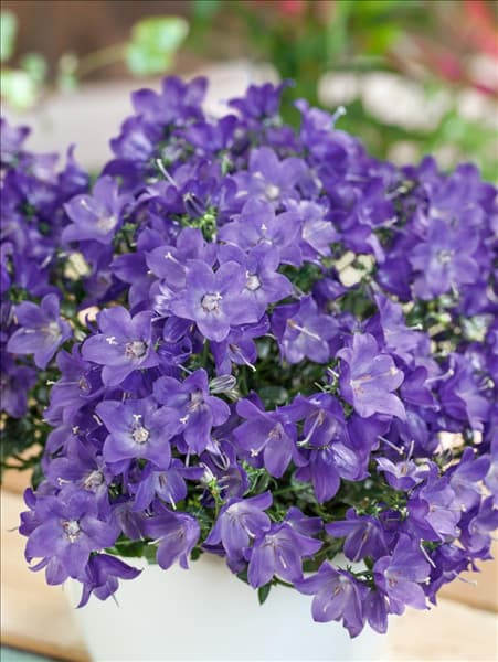 Campanula cochleariifolia Spring Bell