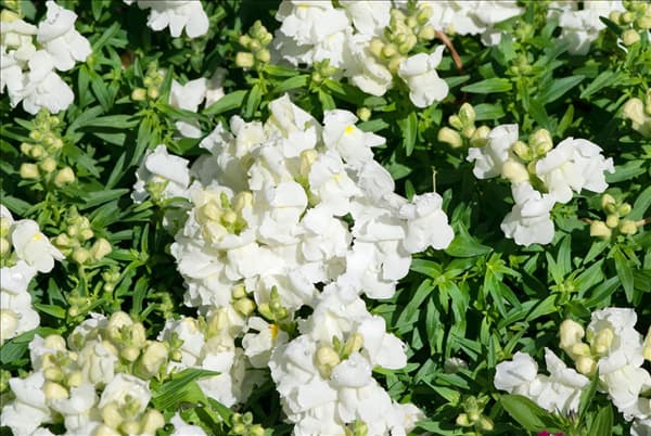 Antirrhinum majus Tahiti White