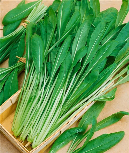 Brassica rapa subsp. nipposinica Mibuna Early