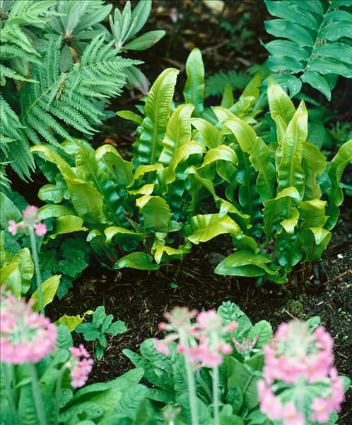 Asplenium scolopendrium 'Cristatum'