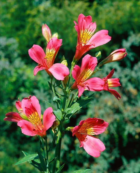 Alstroemeria Catherine (R)