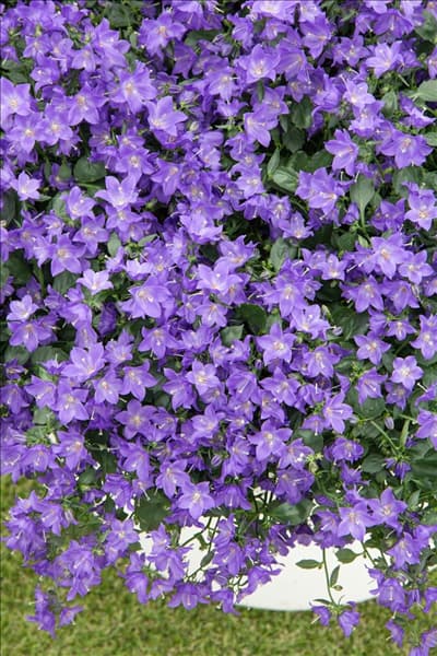 Campanula cochleariifolia Spring Bell