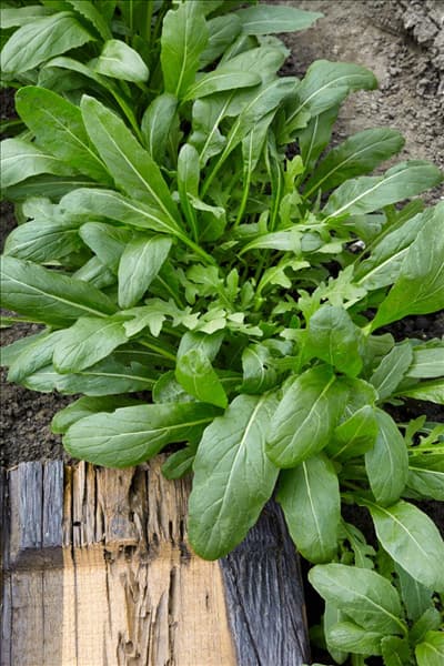 Salat Mischung