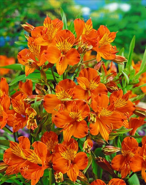 ALSTROEMERIA AURAN. O. KING