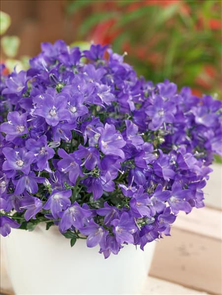 Campanula cochleariifolia Spring Bell