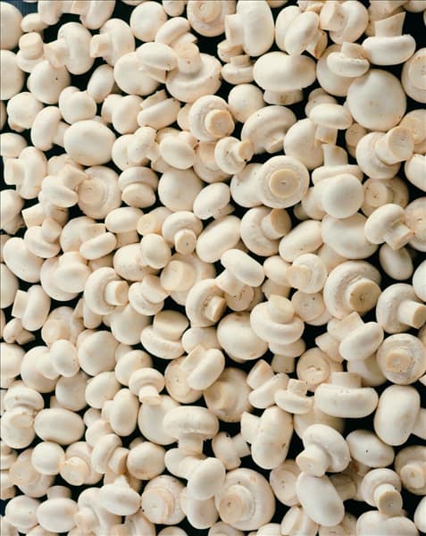 Champignons / Agaricus hortensis