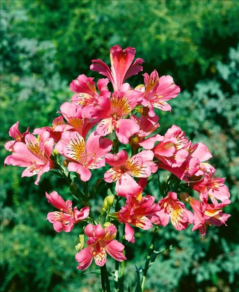 Alstroemeria Isabelle (R)
