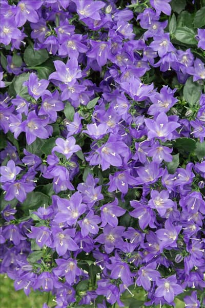 Campanula cochleariifolia Spring Bell