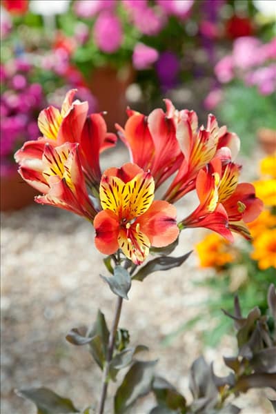 Alstroemeria Indian Summer