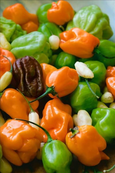 Capsicum chinense Habanero Mischung
