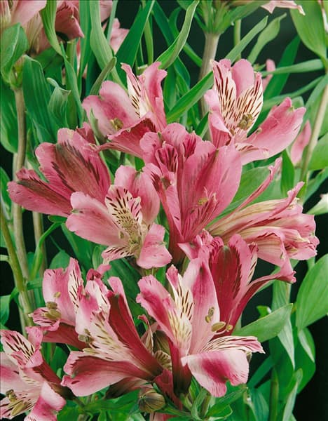 ALSTROEMERIA HOT PINK