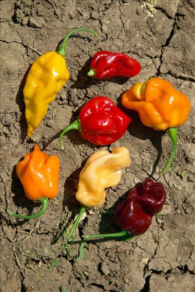 Capsicum chinense Habanero Mischung
