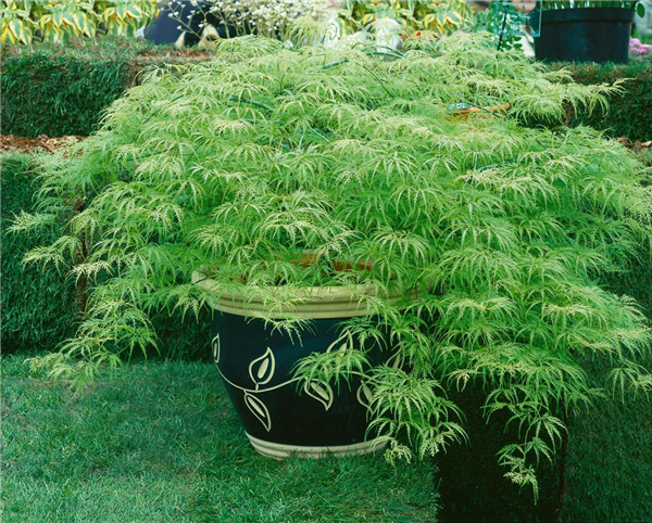 Acer palmatum Dissectum-Grp. Filigree