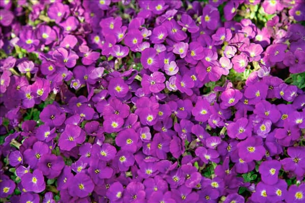 Aubrieta 'Kitte'®