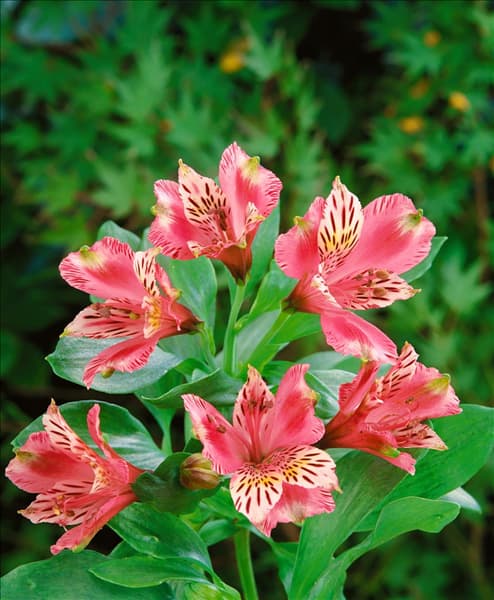 Alstroemeria Joceline