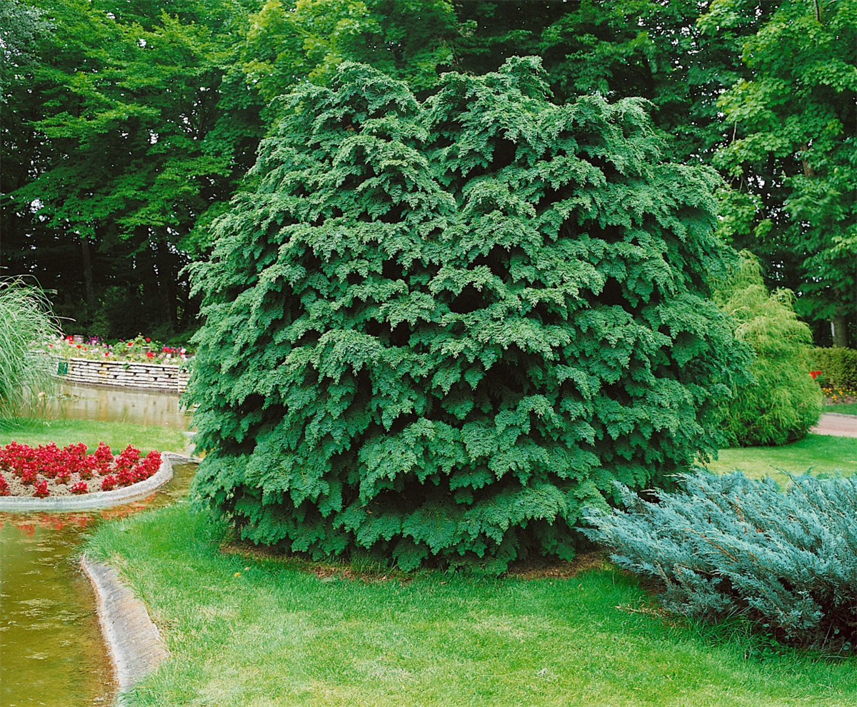 CHAMAECYPARIS NIDIFORMIS