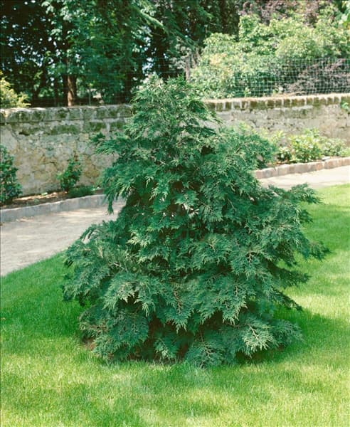 CHAMAECYPARIS NIDIFORMIS