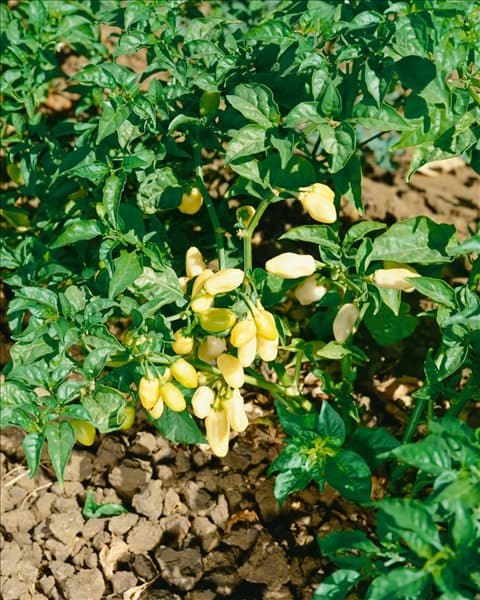 Capsicum chinense White Habanero
