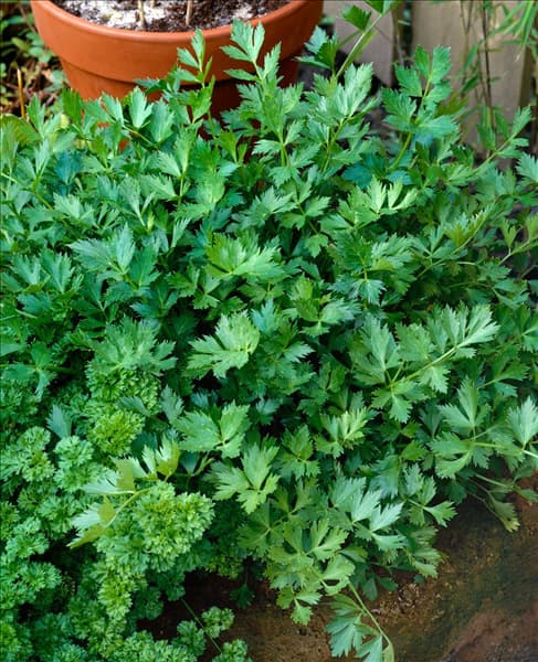 Apium graveolens var. secalinum