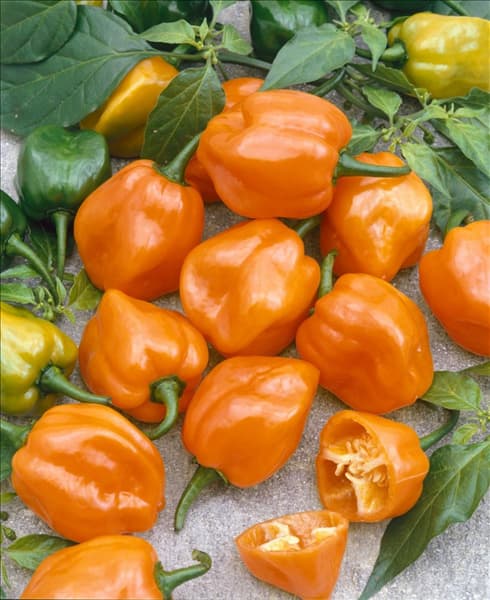 Capsicum chinense Orange Habanero