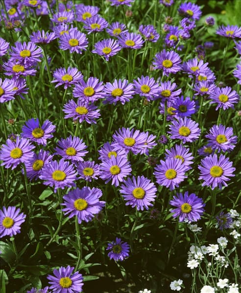 Aster alpinus