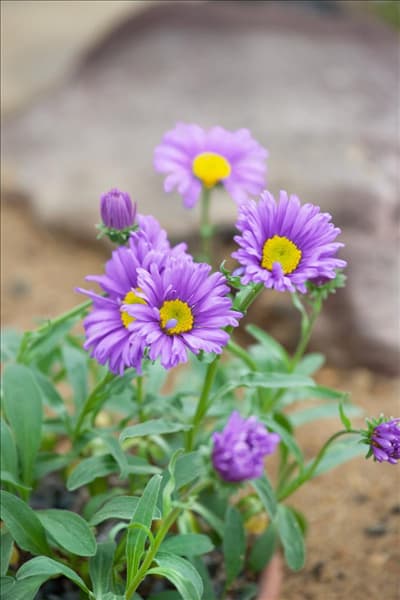 Aster alpinus