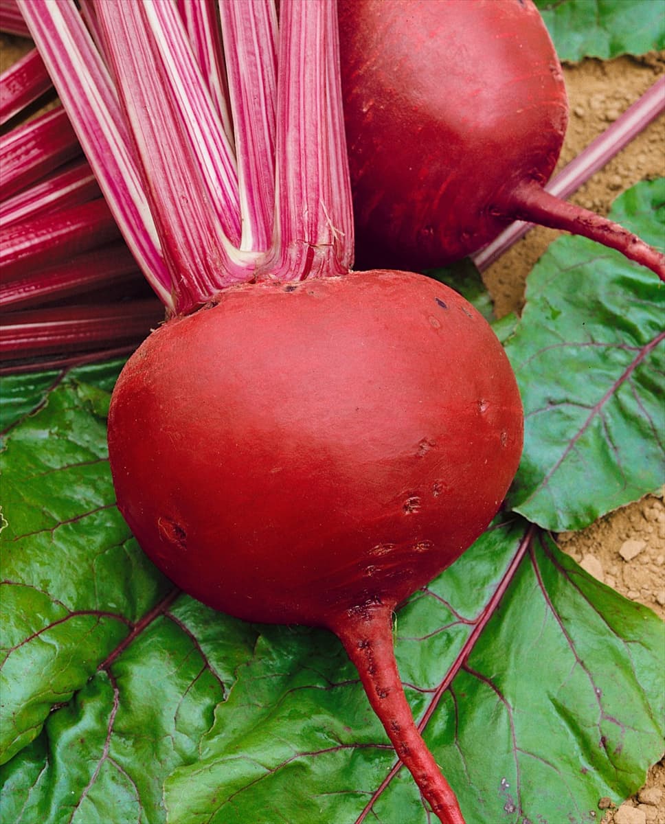 Rote Rübe / Beta vulgaris ssp. vulgaris Rote Kugel