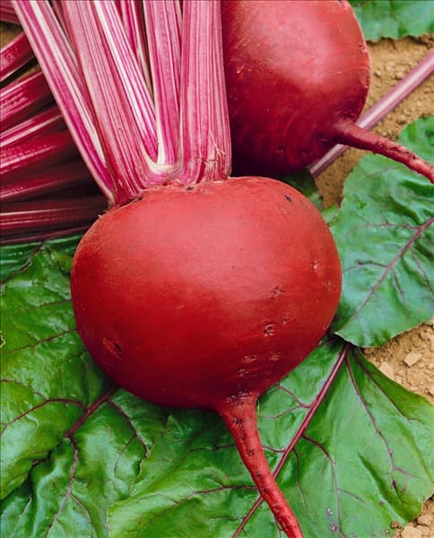 Rote Rübe / Beta vulgaris ssp. vulgaris Rote Kugel