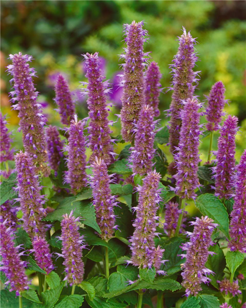 Agastache foeniculum