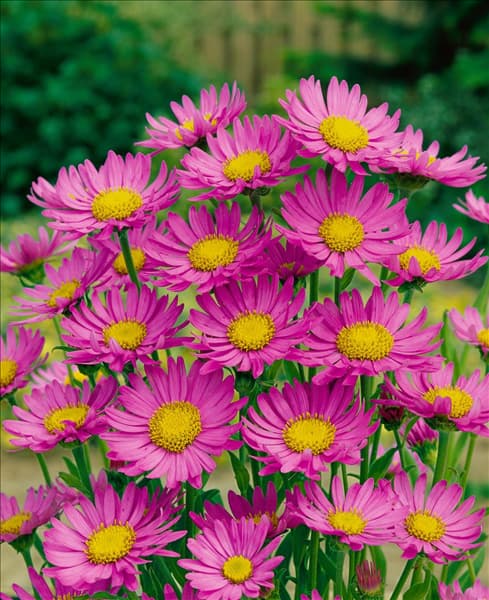 Aster alpinus rose
