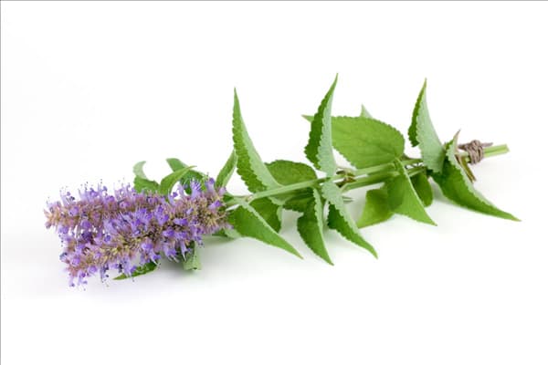 Agastache foeniculum