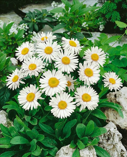 Aster alpinus white