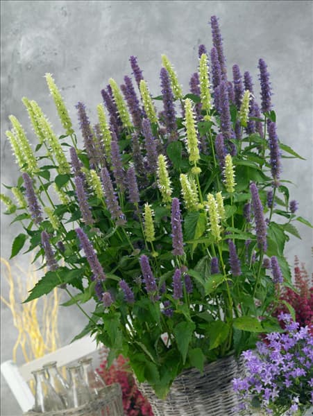 Agastache foeniculum