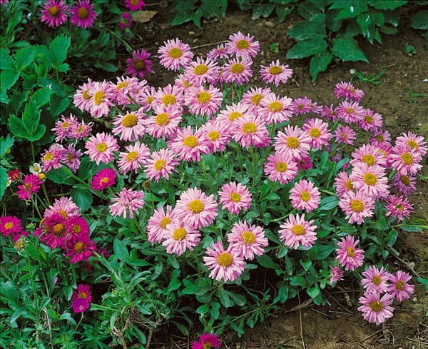 Aster alpinus rose