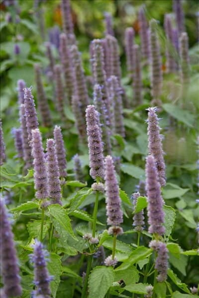 Agastache foeniculum