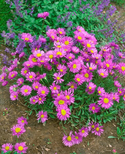 Aster alpinus pink