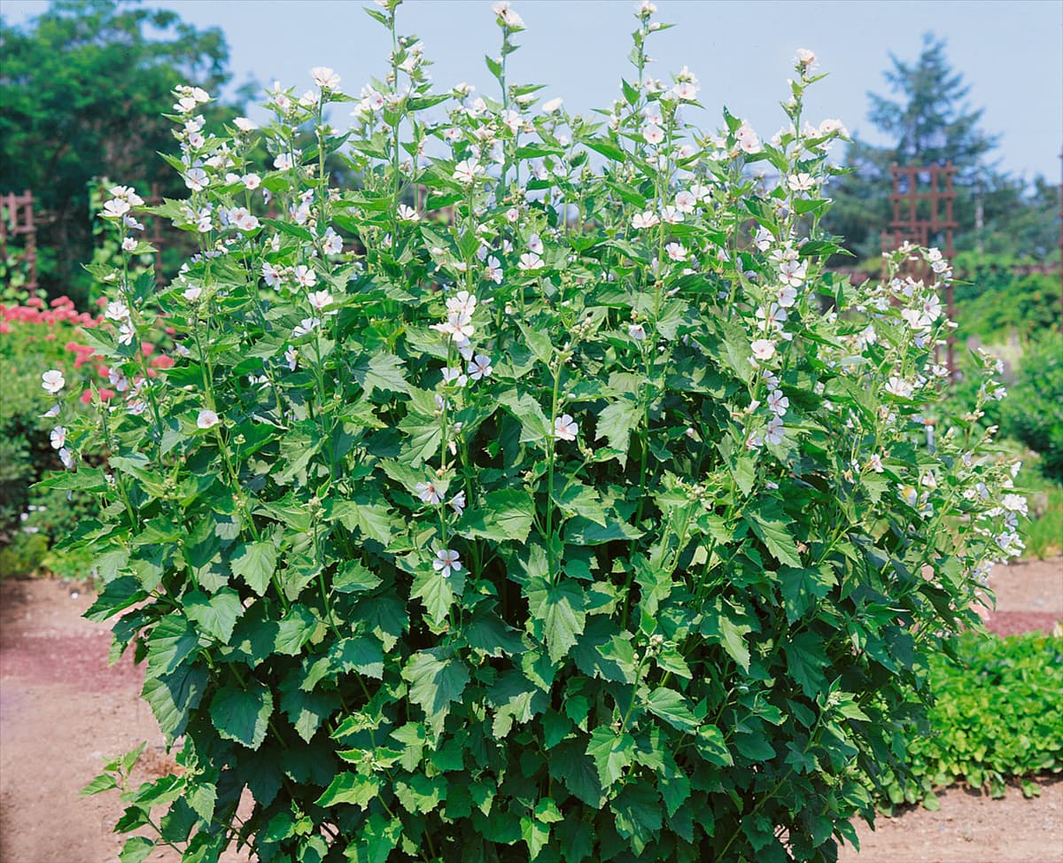 Althaea officinalis