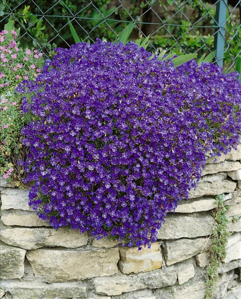 Aubrieta x cultorum 'Azurro'